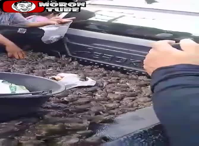 Video :China's express toad sales